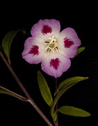 Clarkia amonea - Farewell to Spring 17-8227